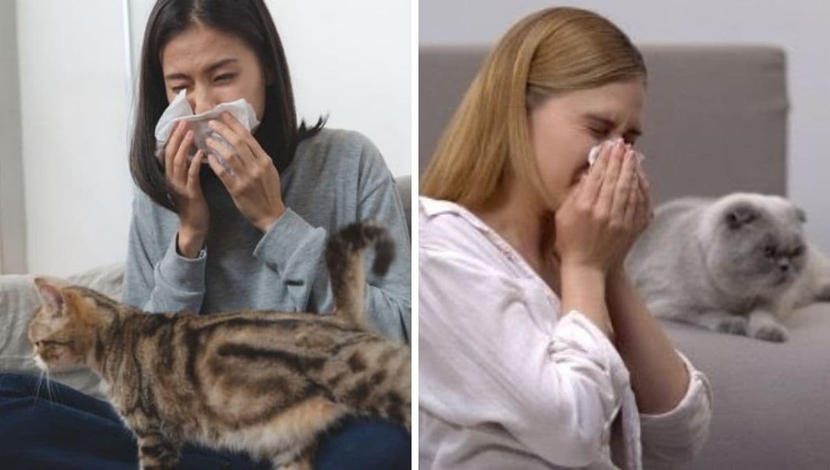 ¿Qué significa cuando tu gato ya no se te acerca?