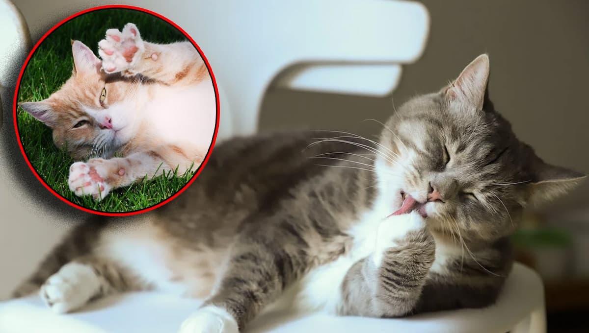 ¿Por qué a los gatos no les gusta que les toquen la panza?