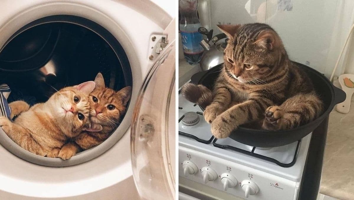 10 cosas que no sabías de los gatos domésticos y te harán amarlos aún más
