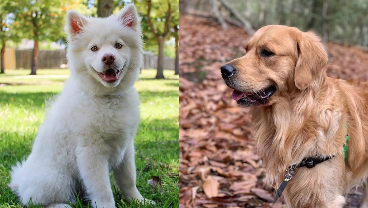 ¿Cómo afecta la Ley de Bienestar Animal a los perros?