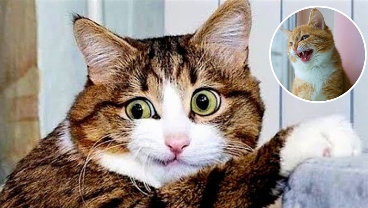 5 cosas que los gatos odian de los humanos: evítalas a toda costa