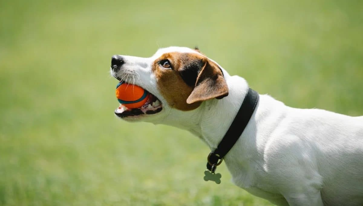 3 juguetes para perros que tienen descuento en Amazon: perfectos para perros ansiosos