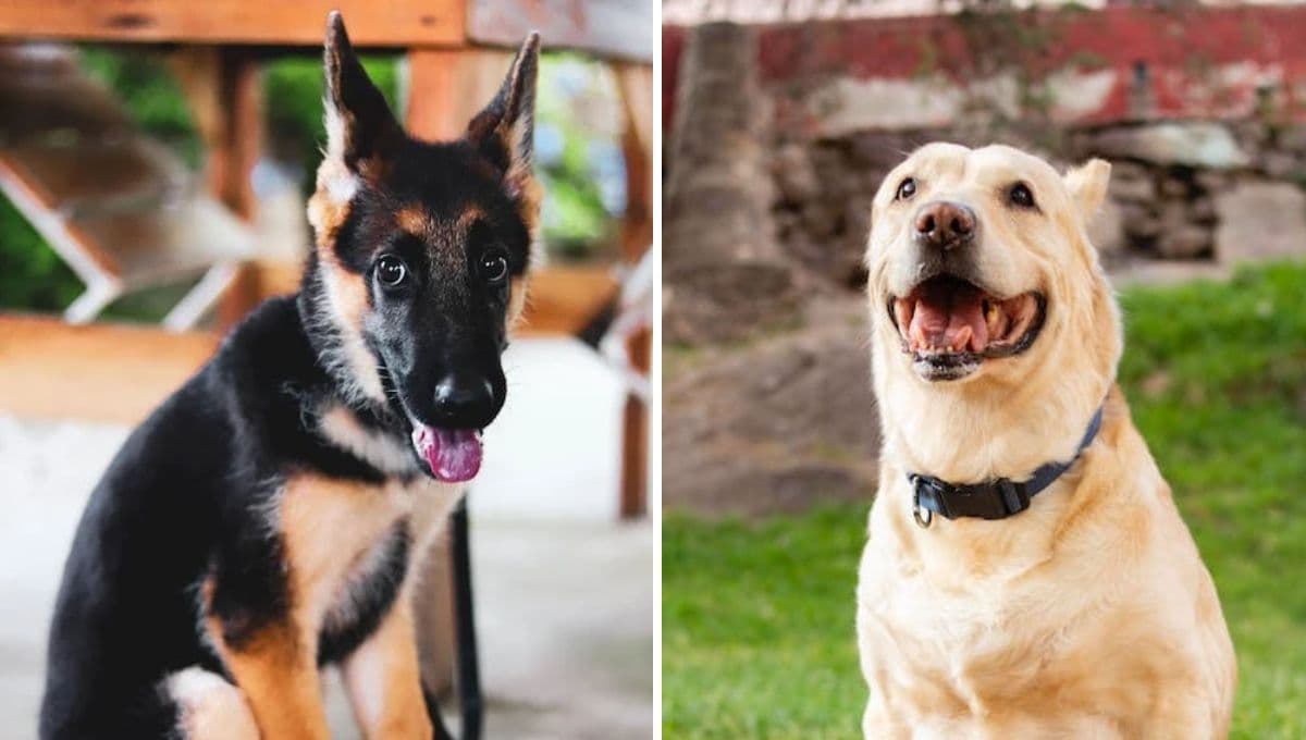 ¿Cómo saber si tienes un perro protector en casa?