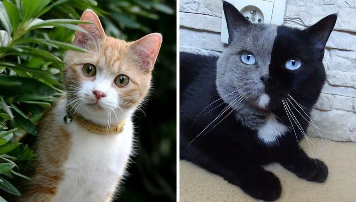 7 nombres de protección espiritual para gatos bonitos con significado