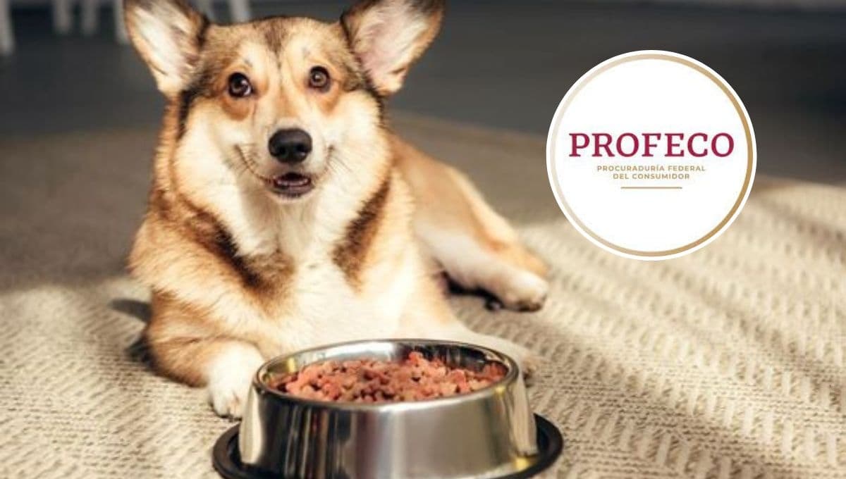 PROFECO dice que son las croquetas para perro más buenas y baratas, pero muy pocos las conocen