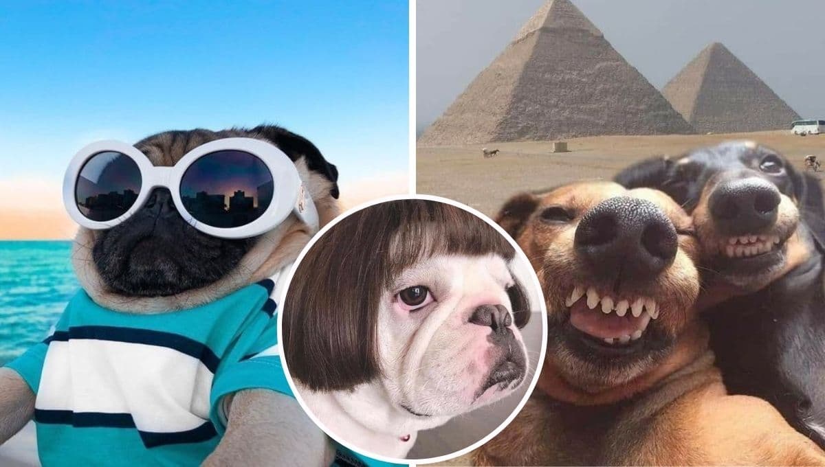 5 FOTOS de perros graciosos para poner de perfil