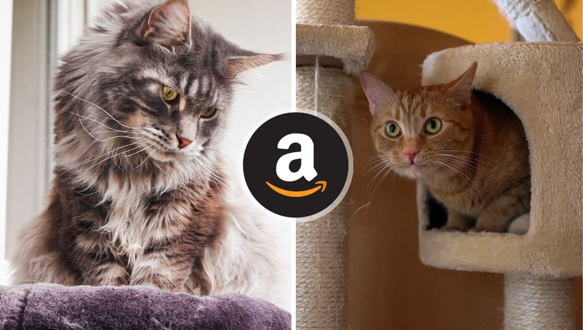Amazon pone en oferta 3 rascadores para gatos: salen buenos y hay en menos de 100 pesos