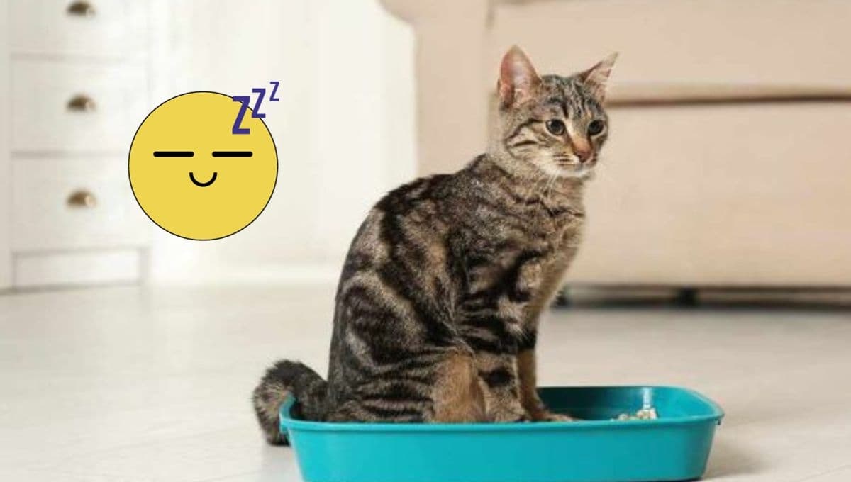 ¿Que significa que mi gato duerma en el arenero y por qué debería preocuparme?