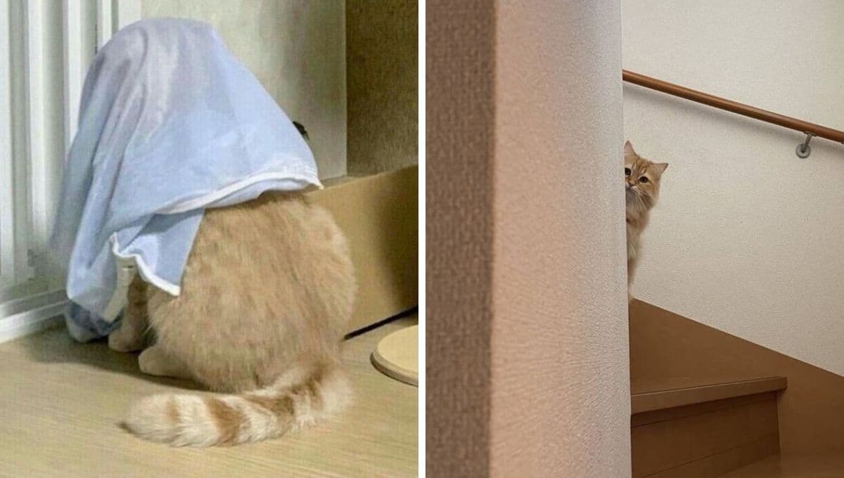 6 MEMES de gatos asustaditos porque les fue mal en su primera chamba