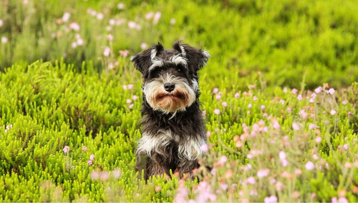 ¿Qué tanto crecen los perros Schnauzer mini y cuántos años viven?