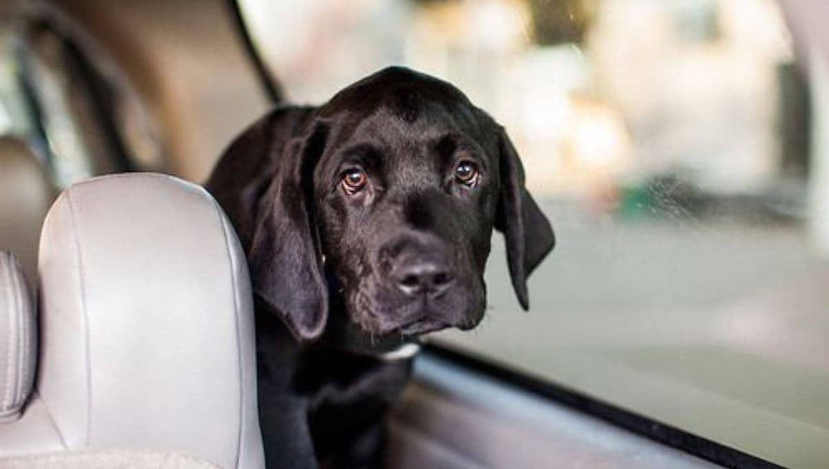 Ley de Bienestar Animal: ¿cómo llevar a mi mascota en el coche para evitar multas?