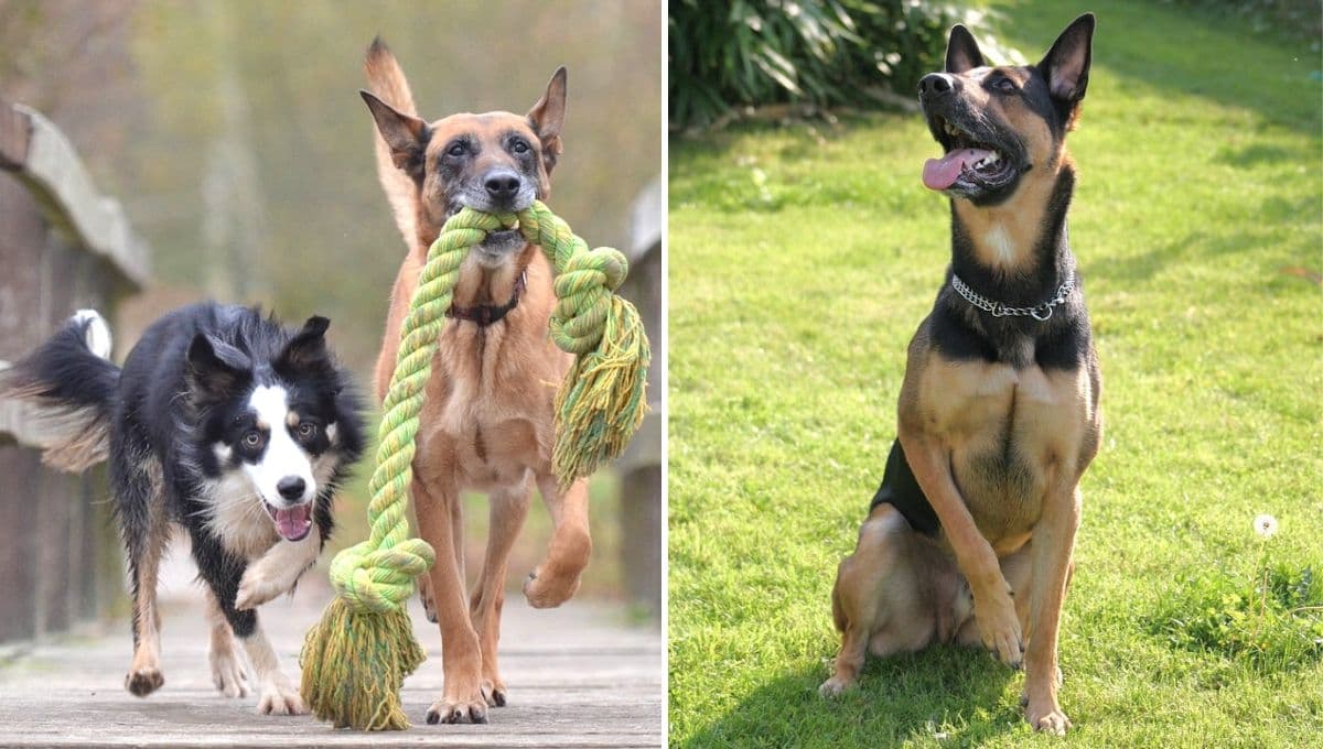 ¿Cuál es el mejor perro guardián para una casa?
