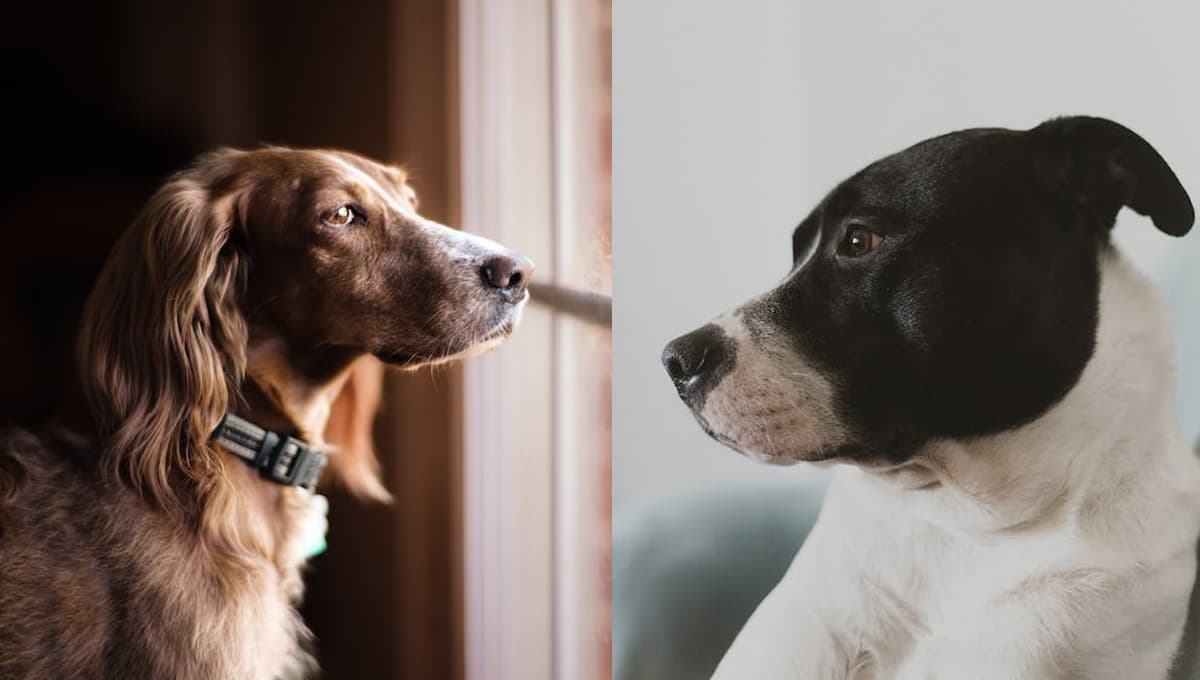 Ley de Bienestar Animal: ¿por qué está prohibido dejar a los perros solos en casa?