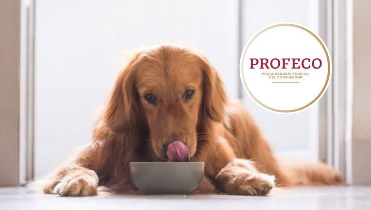 3 croquetas para perro que sí salieron buenas y vale la pena comprar según Profeco