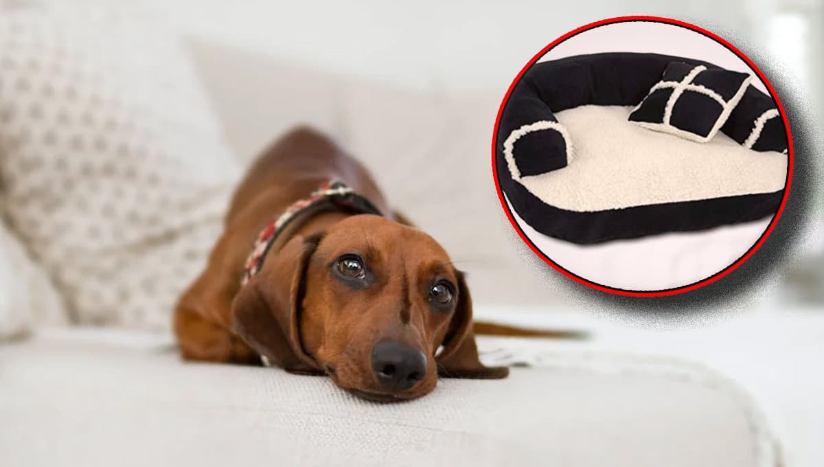Amazon pone en oferta una camita cómoda para perros: está a mitad de su precio normal