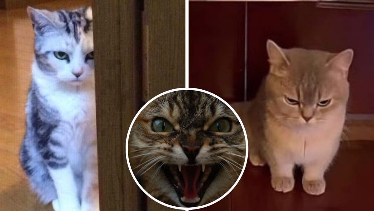 ¿Qué significa que un gato tenga las orejas hacia atrás y por qué deberías tener cuidado?
