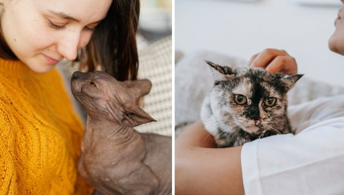 ¿Los gatos olvidan a sus dueños en 3 días? 5 formas de hacer que te recuerde