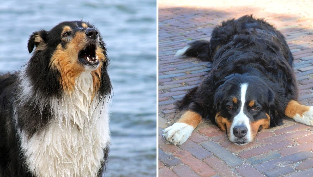 Experto aclara por qué tu perro le ladra a unas personas y a otras ni les hace caso