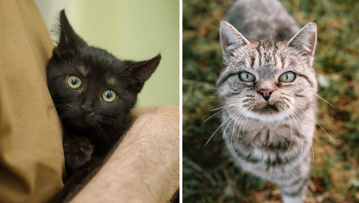 ¿Cómo saber si mi gato me protege?