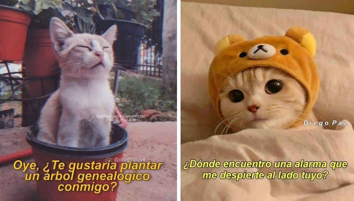 6 MEMES de gatos coquetones para dedicarle a esa personita especial y conquistarla