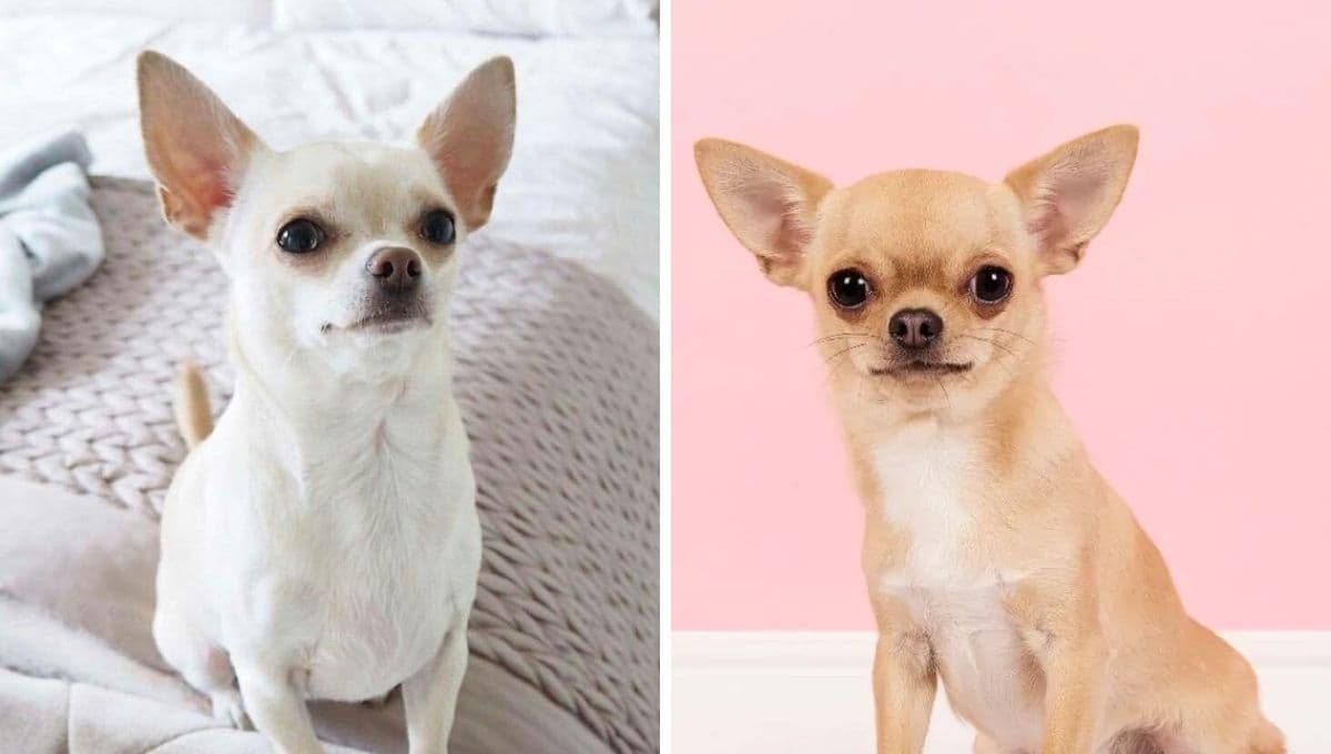 6 razas de perros pequeños que no crecen y están bien chulos | FOTOS