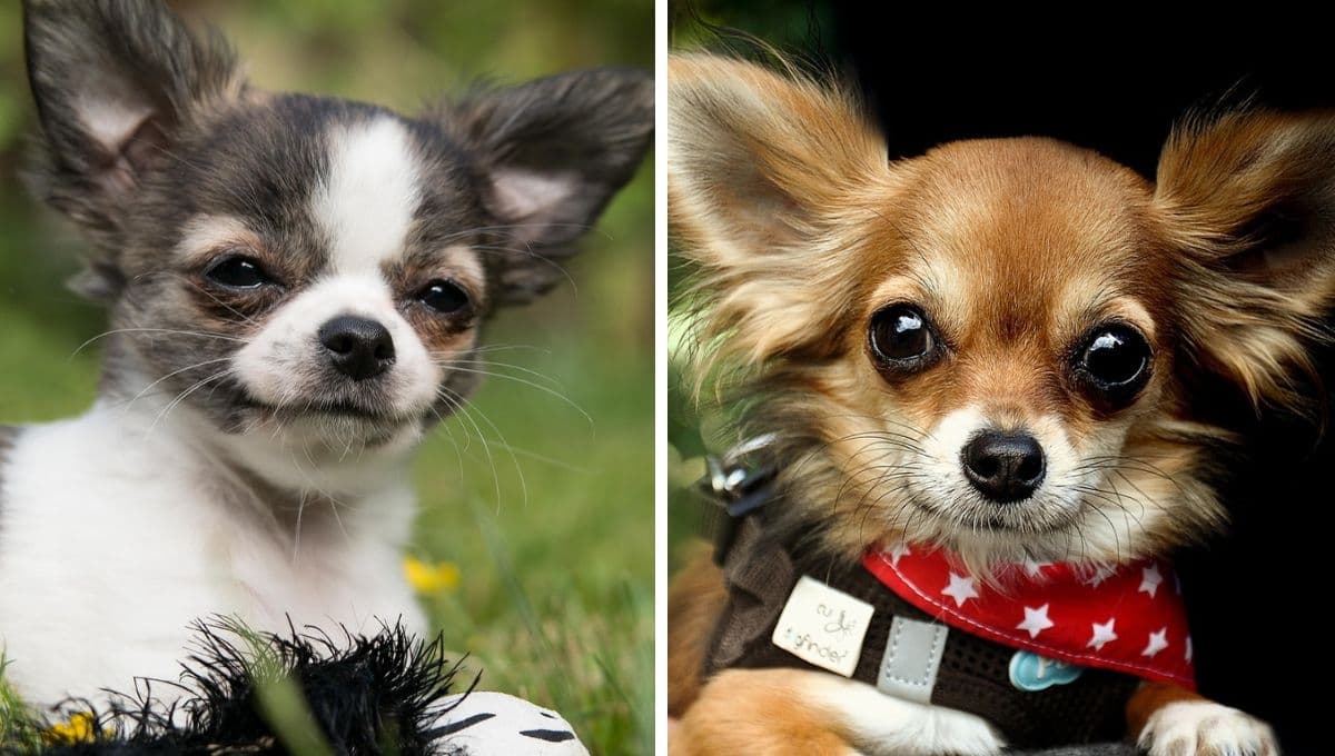 Expertos aclaran cómo saber si un perro Chihuahua sí es original