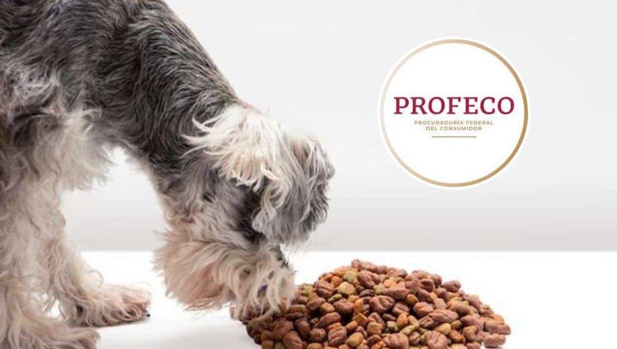 Ni Dog Chow ni Pedigree: Profeco dice que hay una croqueta más económica y mejor