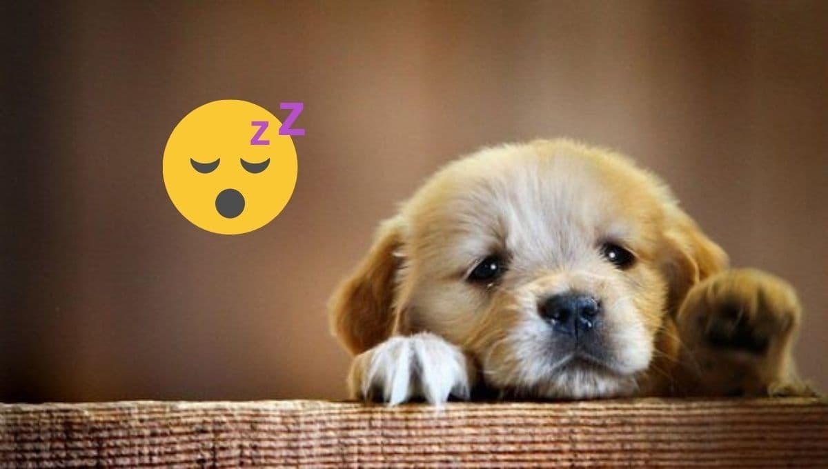 ¿Por qué mi perro me mira fijamente mientras duermo?