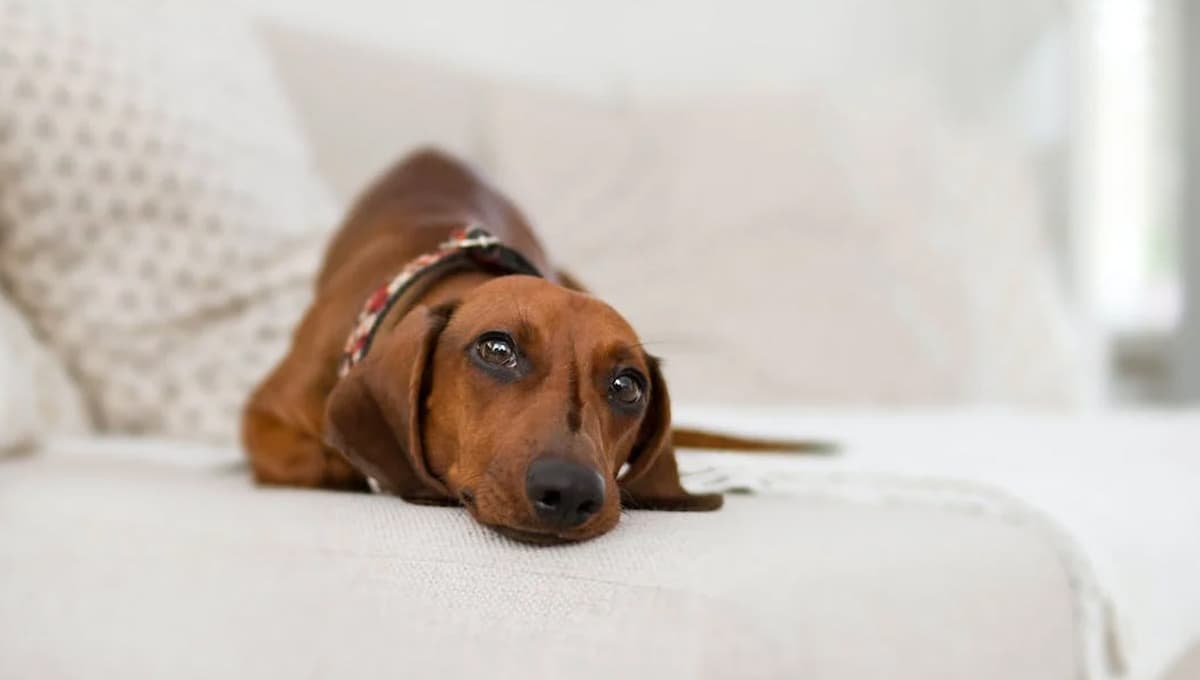 ¿Qué significa que mi perro orine la cama?