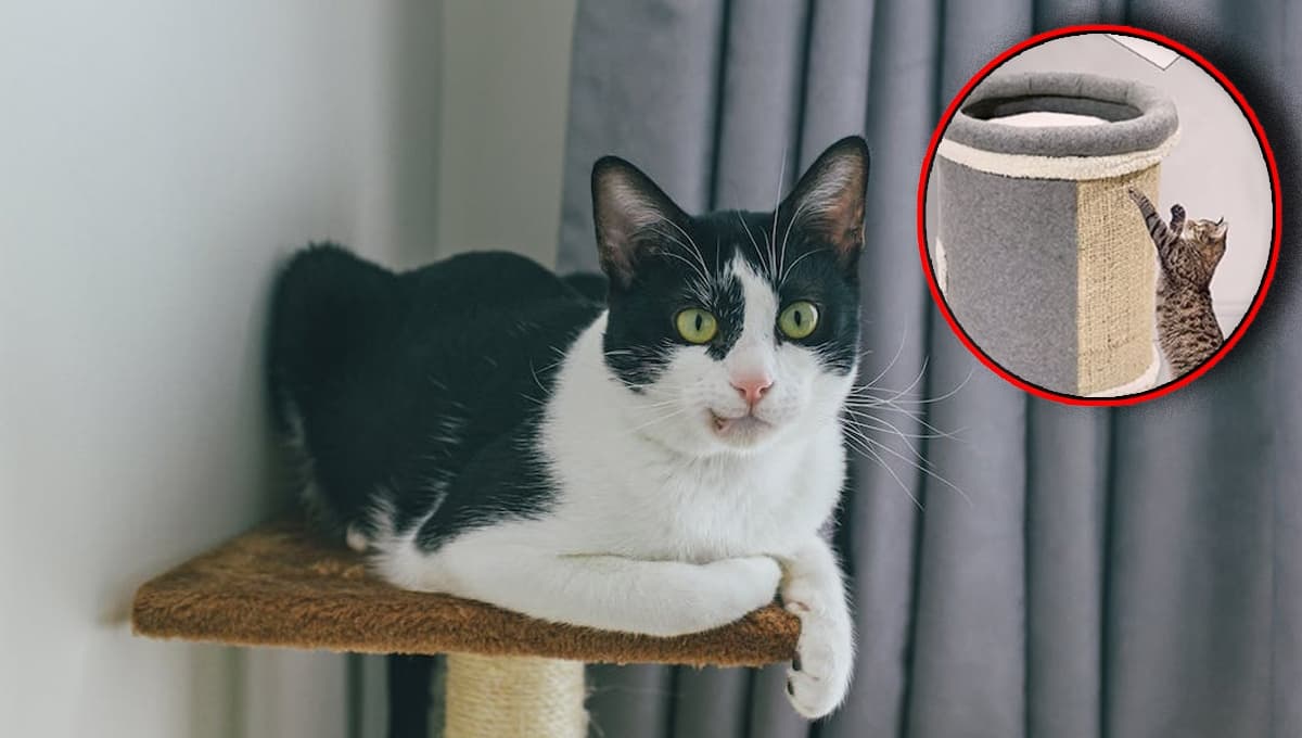 Amazon pone en oferta una casita y rascador para gatitos: casi a mitad de precio y es 100% mexicana