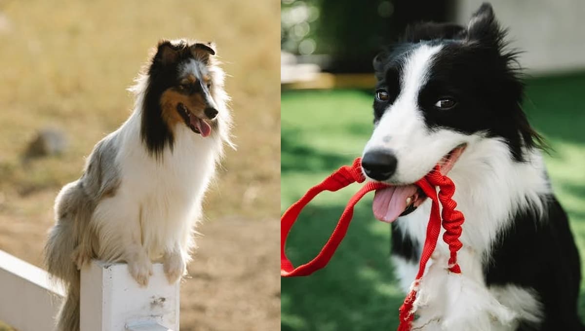 Las razas de perros más inteligentes y cariñosos: te amarán y entenderán