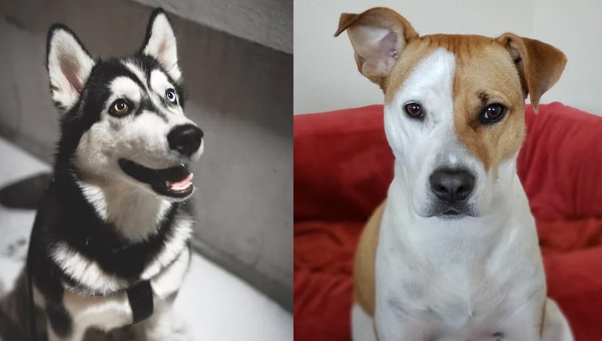 6 nombres griegos para perros con significado de mitología