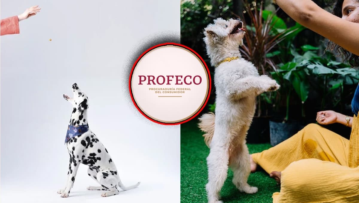 Pocos la compran, pero es el mejor alimento para perros de supermercado según Profeco