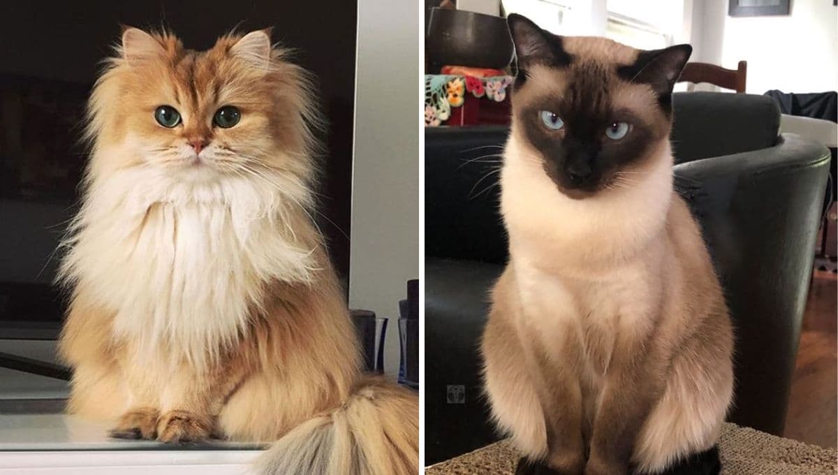 6 razas de gatos finos: son bellísimos y elegantes