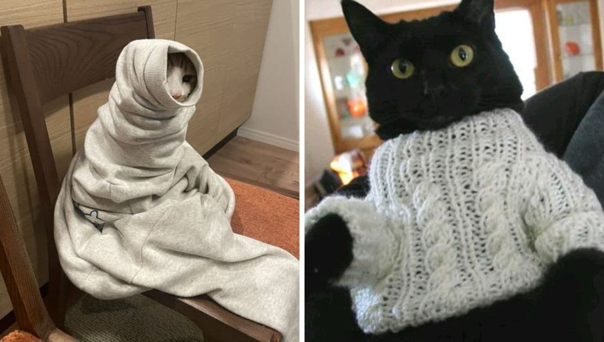 6 MEMES de gatitos tristezones para compartir si el frío ya te tiene de bajón