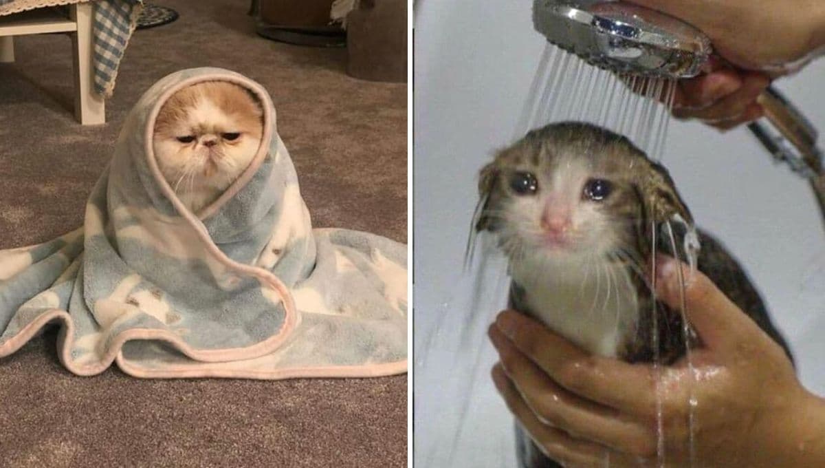 5 memes de gatitos chiquitos y tristecillos porque no les gustan los lunes