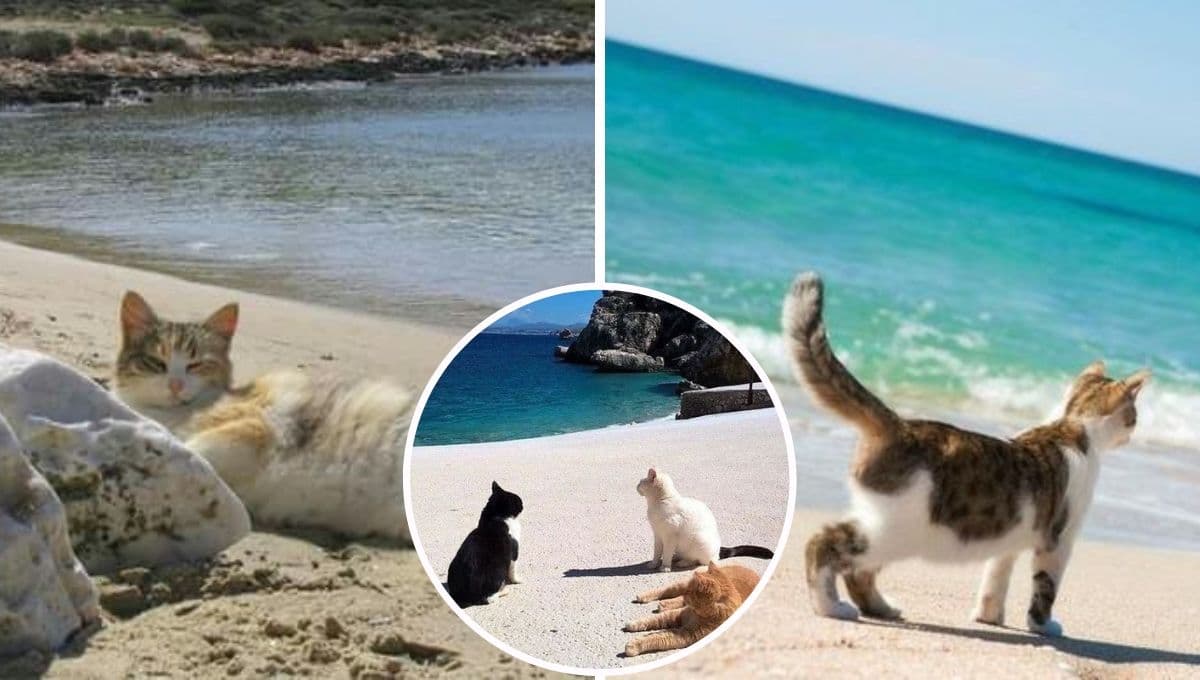 ¿Qué pasa si llevo a mi gato a la playa? 3 consecuencias