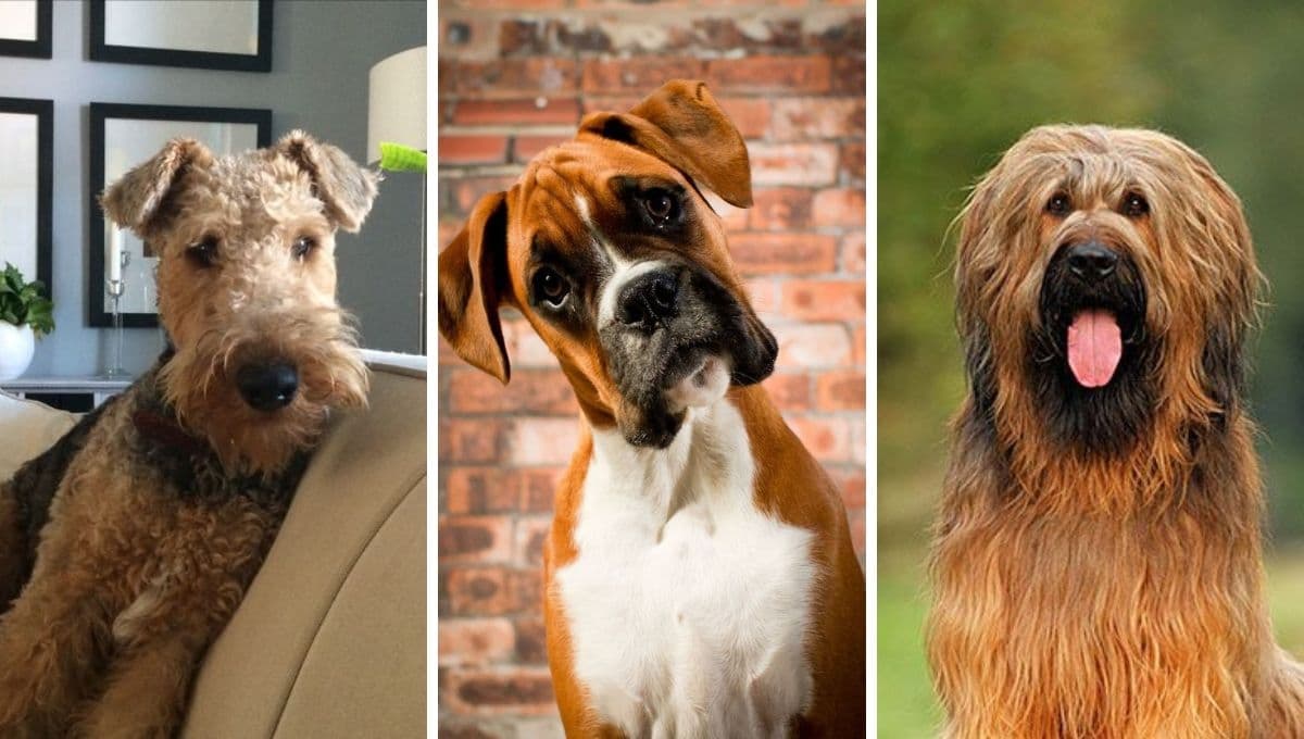 6 razas de perros medianos guardianes: son tranquilos, pero saben cuidar muy bien