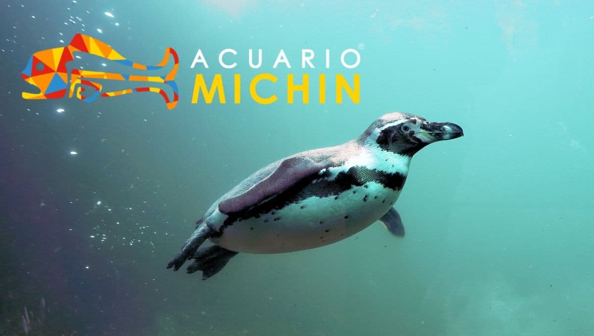 ¡Llegan los pingüinos al Acuario Michín CDMX!: Precio de la entrada y qué otras especies hay