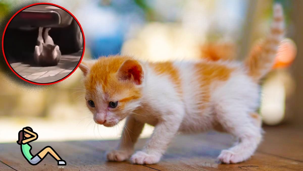 ¡Quítate Canelo Álvarez! Captan a gato en VIDEO haciendo ejercicio