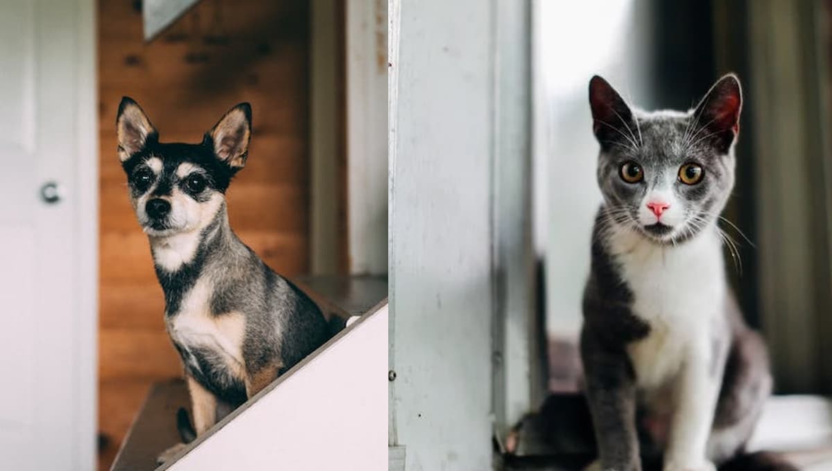 Ley de Bienestar Animal: ¿por qué los gatos pueden estar más tiempo solos que los perros?