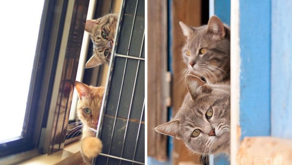 7 nombres ingleses para gatos sofisticados con significado