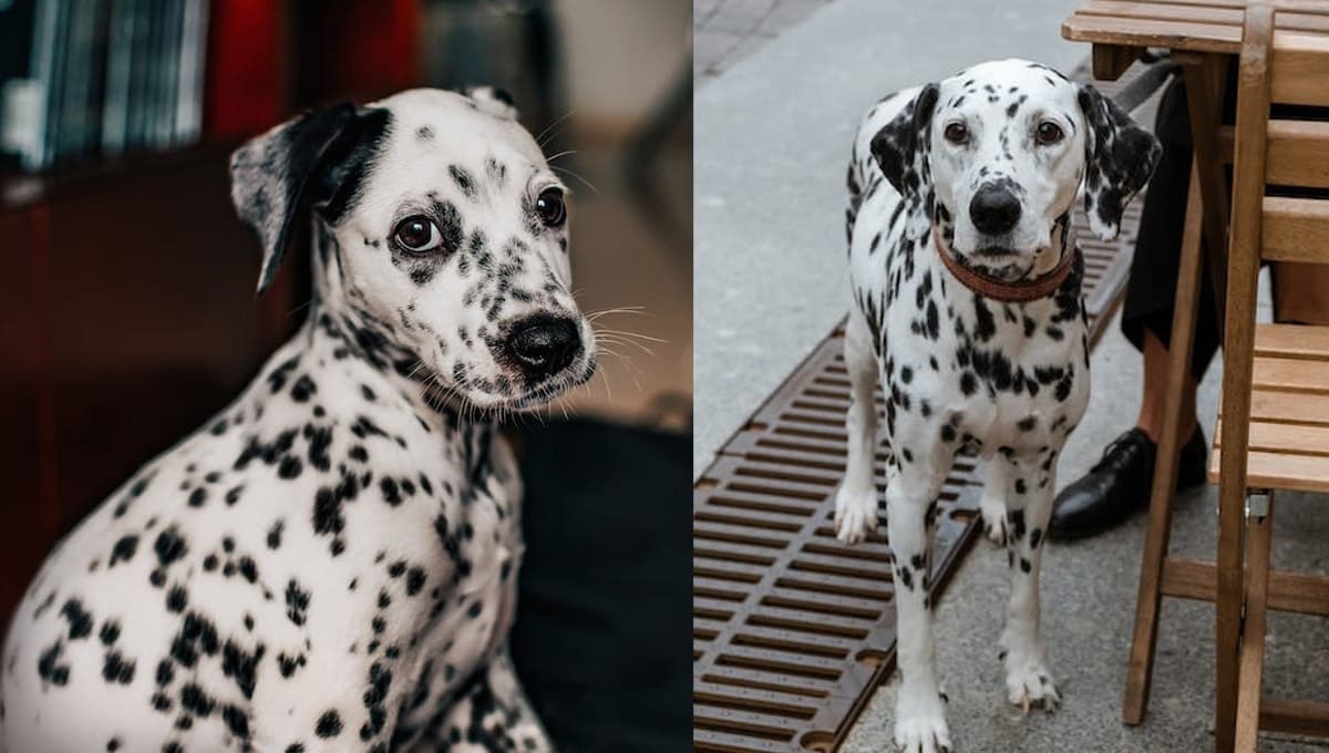4 curiosidades de los perros dálmata: son la raza más única de todas