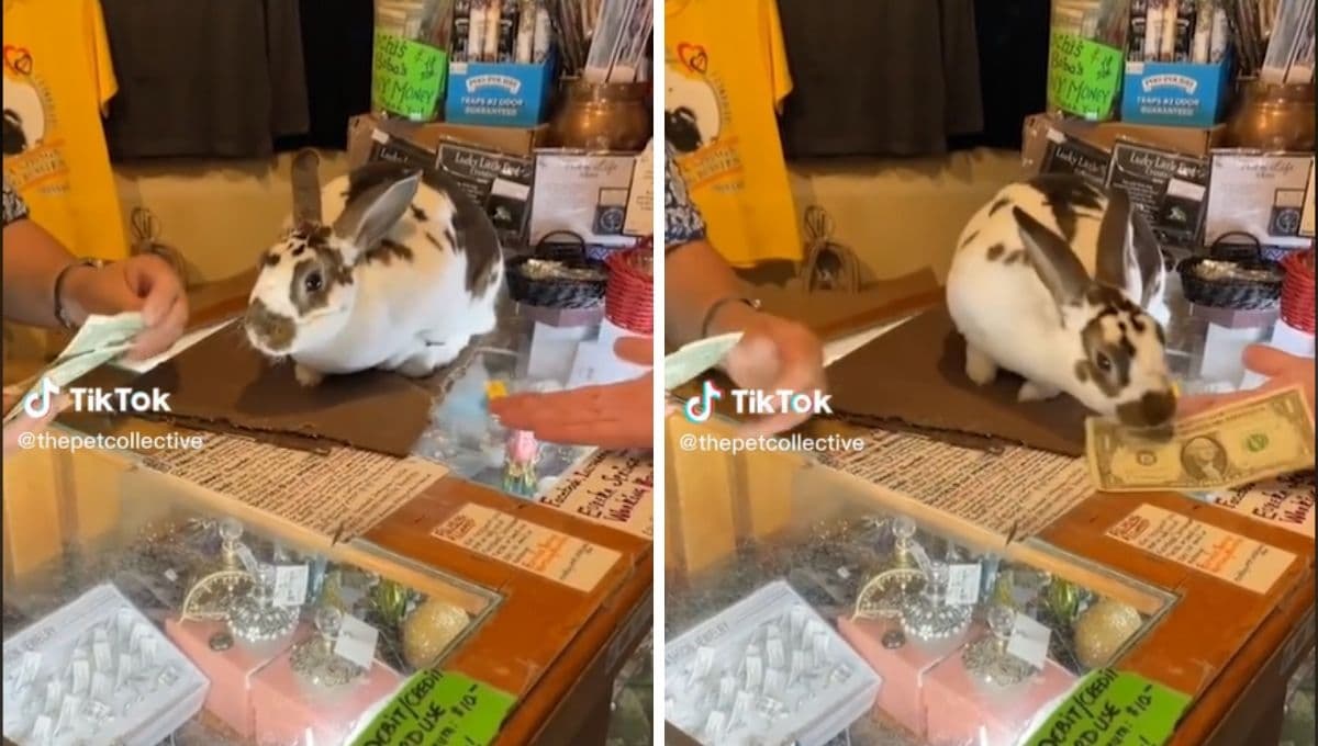 ¿Nos van a reemplazar? Captan a conejo TRABAJANDO como cajero | VIDEO