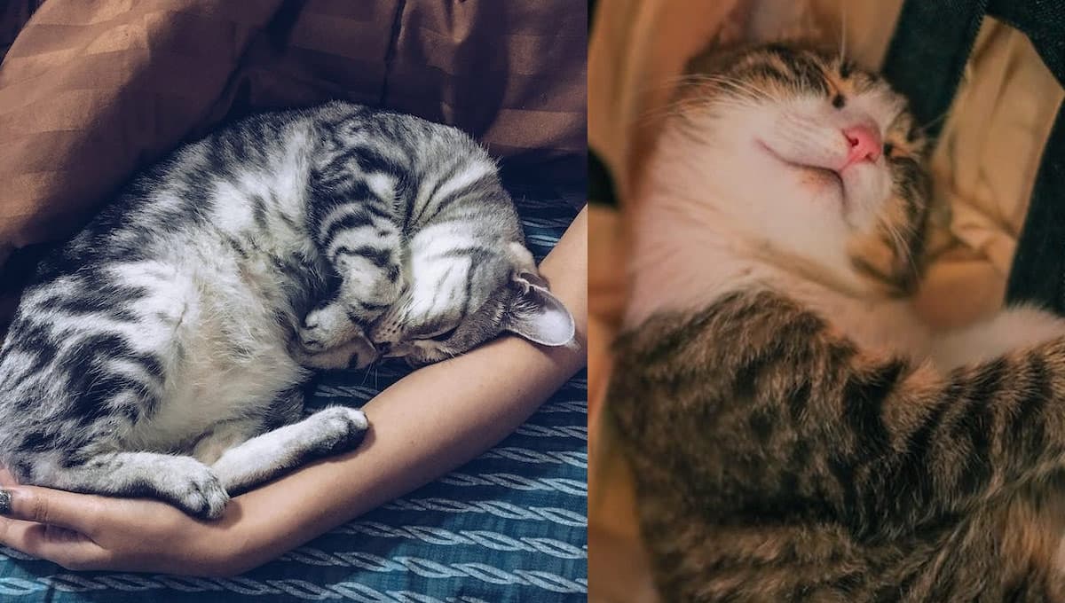 ¿Qué significa que tu gato se acueste contigo?