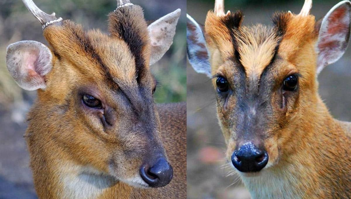 Conoce al muntjac, el impresionante ciervo con glándulas en la cara