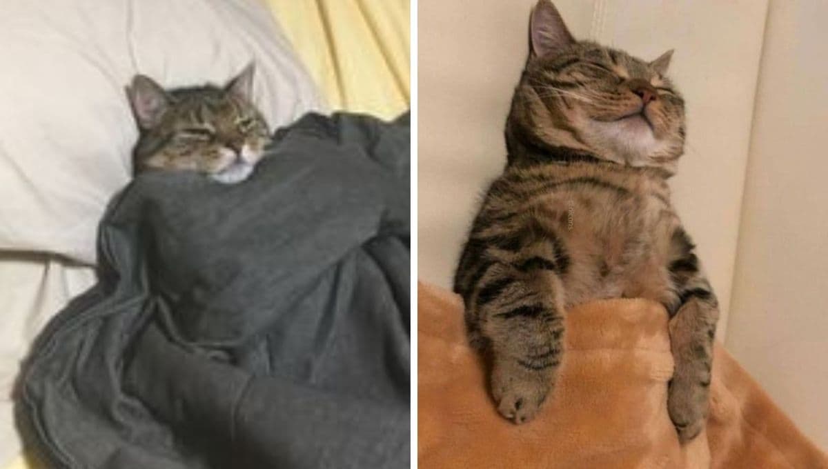 6 memes de gatitos acostaditos para compartir en este día nubladón
