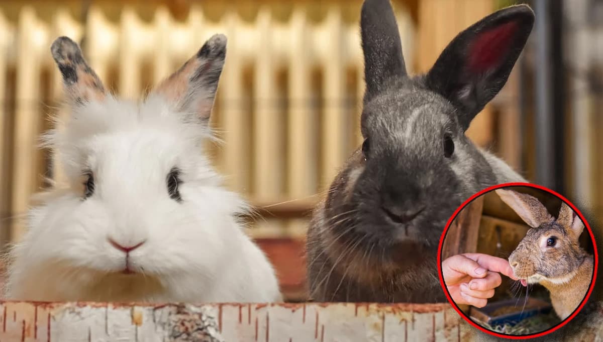 5 VENTAJAS de tener un conejo en casa que demuestran que son de las mejores mascotas
