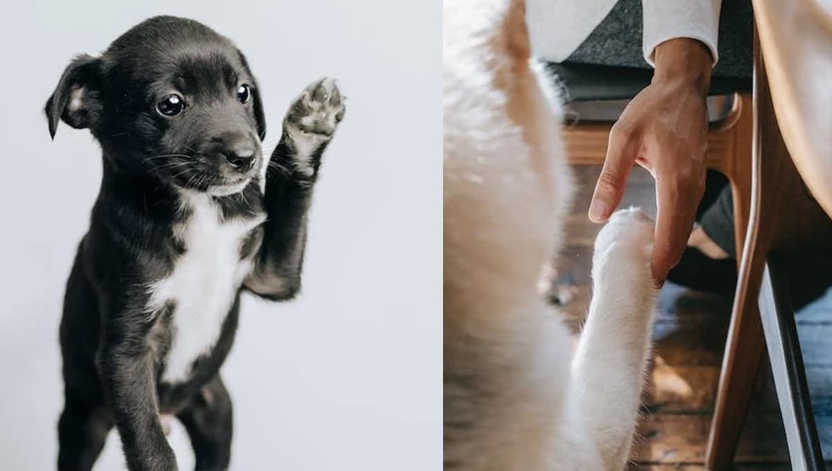 ¿Cómo se le enseña a un perro a dar la pata?