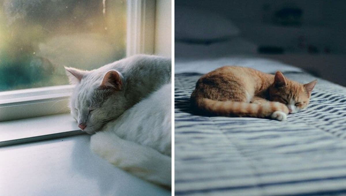 ¿Cómo saber si mi gato está triste?